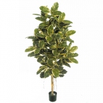 Ficus Elastica groen-wit 180cm